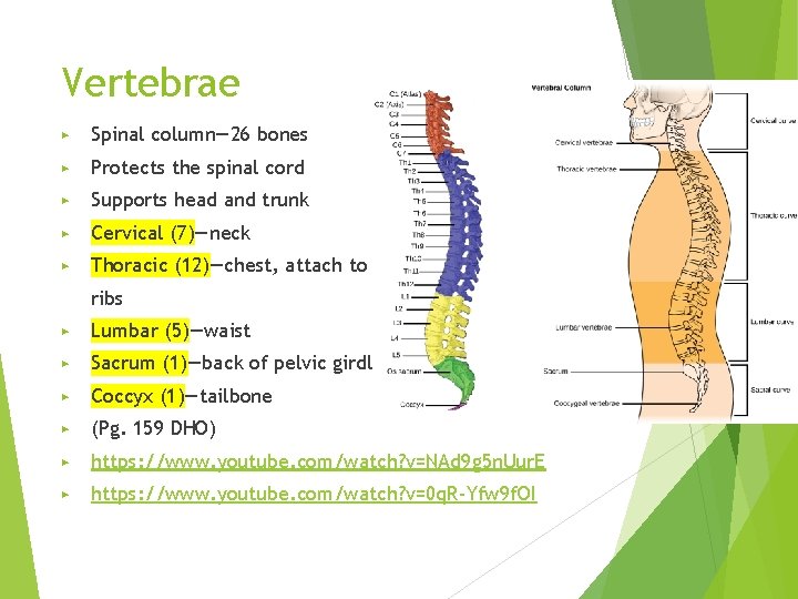Vertebrae ▶ Spinal column— 26 bones ▶ Protects the spinal cord ▶ Supports head