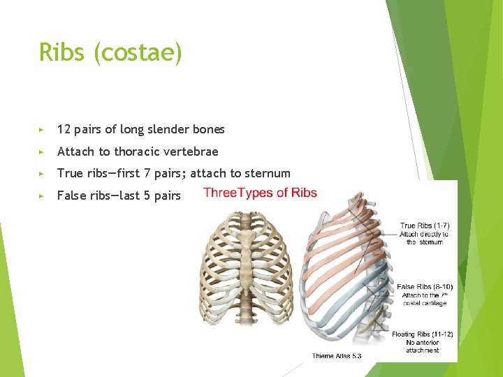Ribs (costae) ▶ 12 pairs of long slender bones ▶ Attach to thoracic vertebrae
