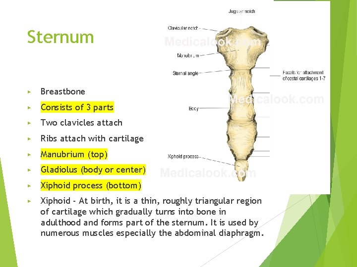 Sternum ▶ Breastbone ▶ Consists of 3 parts ▶ Two clavicles attach ▶ Ribs