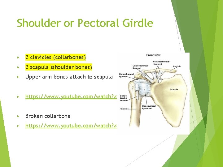Shoulder or Pectoral Girdle ▶ 2 clavicles (collarbones) ▶ 2 scapula (shoulder bones) ▶