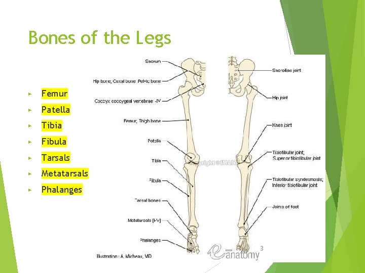 Bones of the Legs ▶ Femur ▶ Patella ▶ Tibia ▶ Fibula ▶ Tarsals