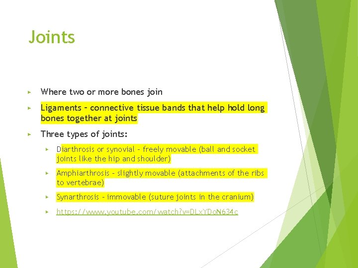 Joints ▶ Where two or more bones join ▶ Ligaments – connective tissue bands