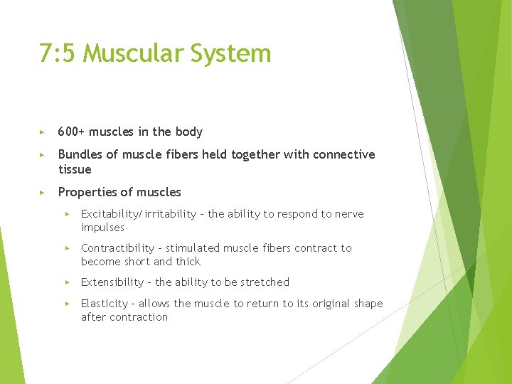 7: 5 Muscular System ▶ 600+ muscles in the body ▶ Bundles of muscle