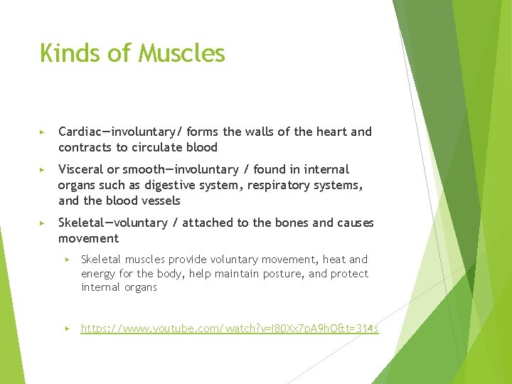 Kinds of Muscles ▶ Cardiac—involuntary/ forms the walls of the heart and contracts to