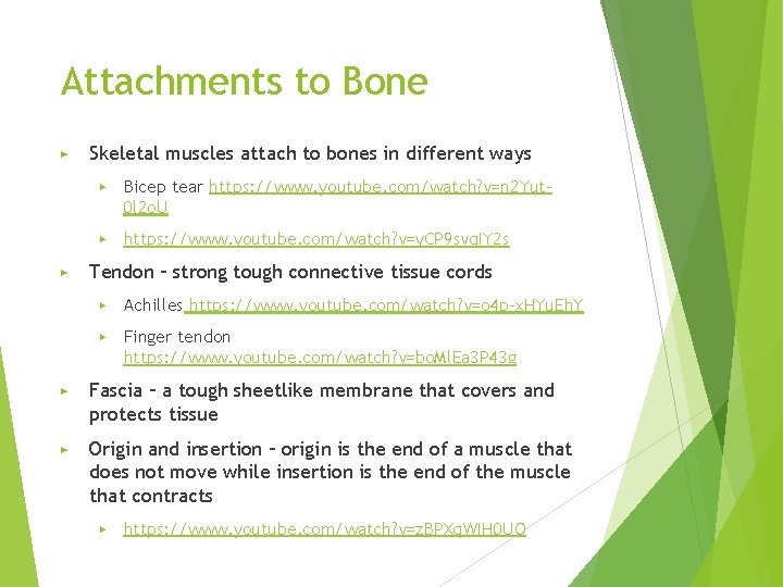 Attachments to Bone ▶ ▶ Skeletal muscles attach to bones in different ways ▶