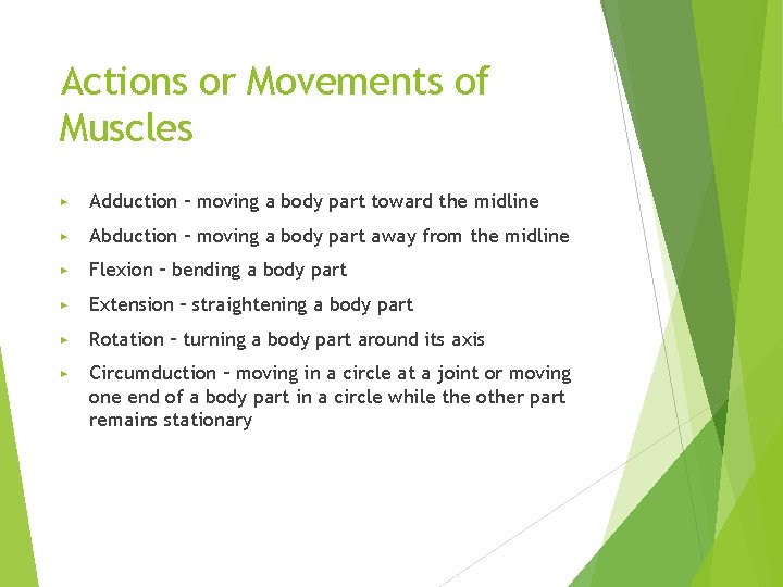Actions or Movements of Muscles ▶ Adduction – moving a body part toward the