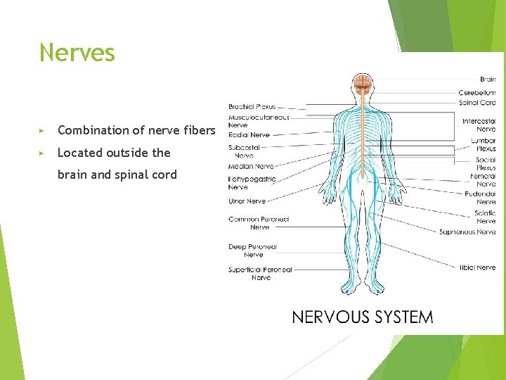 Nerves ▶ Combination of nerve fibers ▶ Located outside the brain and spinal cord