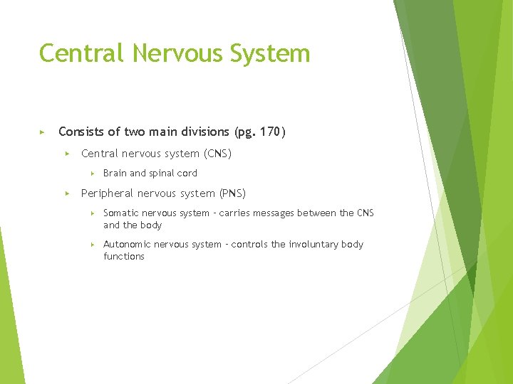 Central Nervous System ▶ Consists of two main divisions (pg. 170) ▶ Central nervous