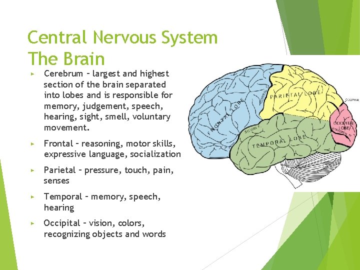 Central Nervous System The Brain ▶ Cerebrum – largest and highest section of the