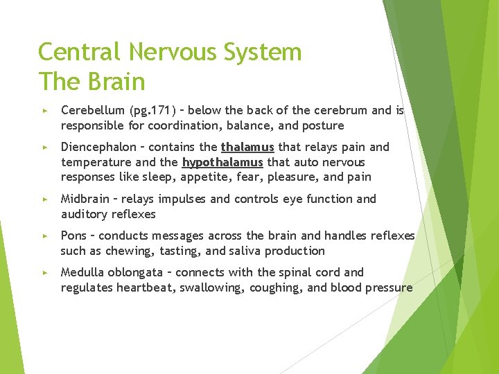 Central Nervous System The Brain ▶ Cerebellum (pg. 171) – below the back of