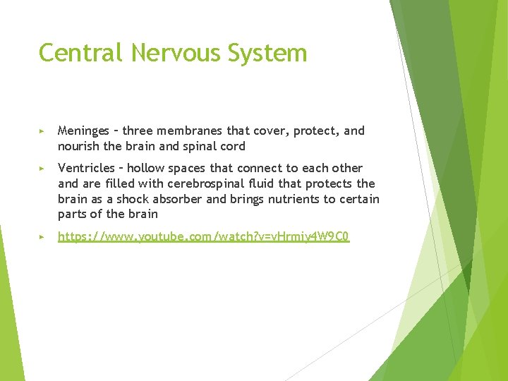 Central Nervous System ▶ Meninges – three membranes that cover, protect, and nourish the