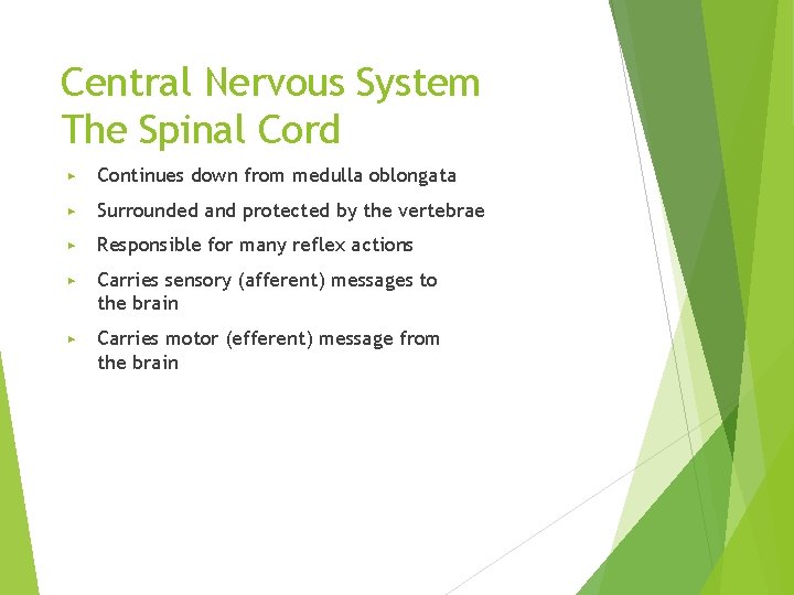 Central Nervous System The Spinal Cord ▶ Continues down from medulla oblongata ▶ Surrounded