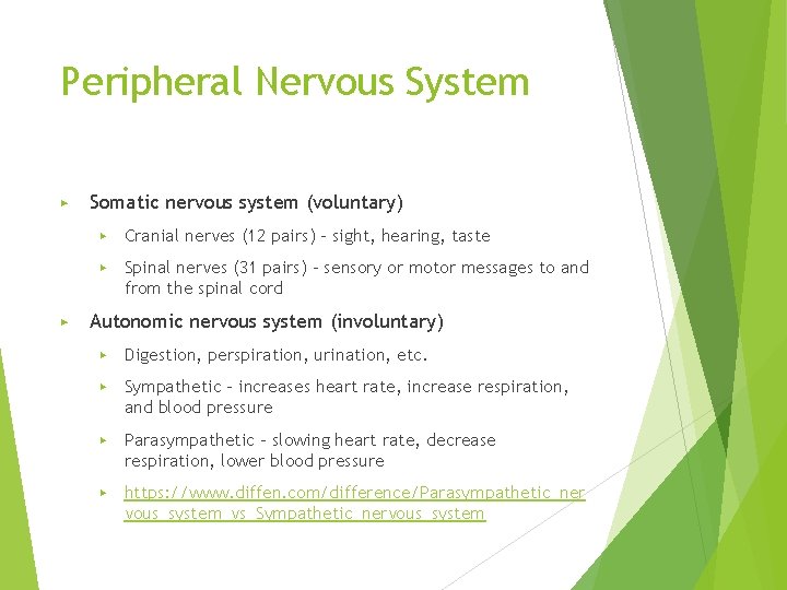 Peripheral Nervous System ▶ ▶ Somatic nervous system (voluntary) ▶ Cranial nerves (12 pairs)