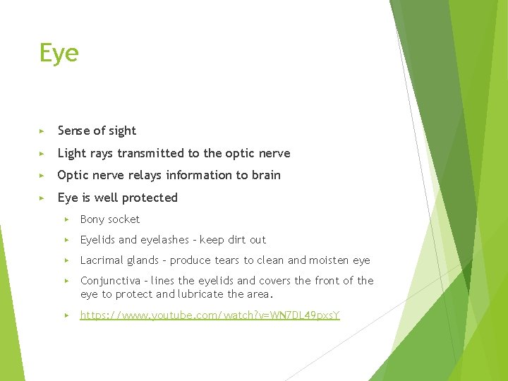 Eye ▶ Sense of sight ▶ Light rays transmitted to the optic nerve ▶