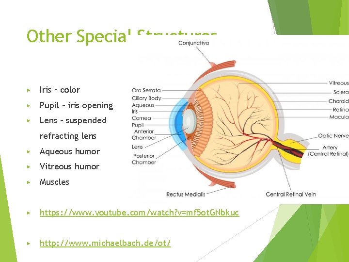 Other Special Structures ▶ Iris – color ▶ Pupil – iris opening ▶ Lens