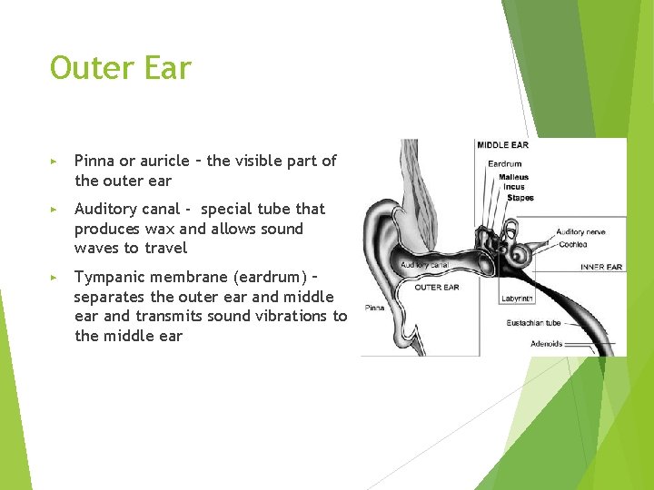 Outer Ear ▶ Pinna or auricle – the visible part of the outer ear
