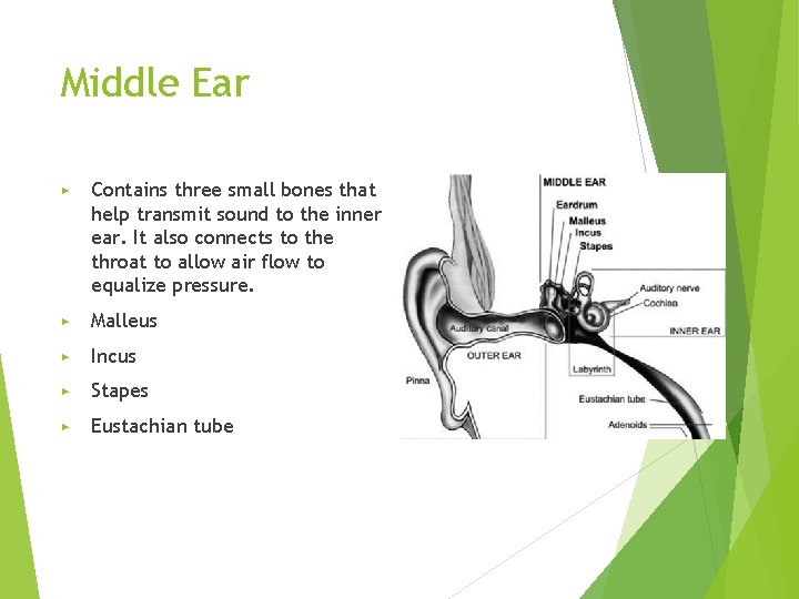 Middle Ear ▶ Contains three small bones that help transmit sound to the inner