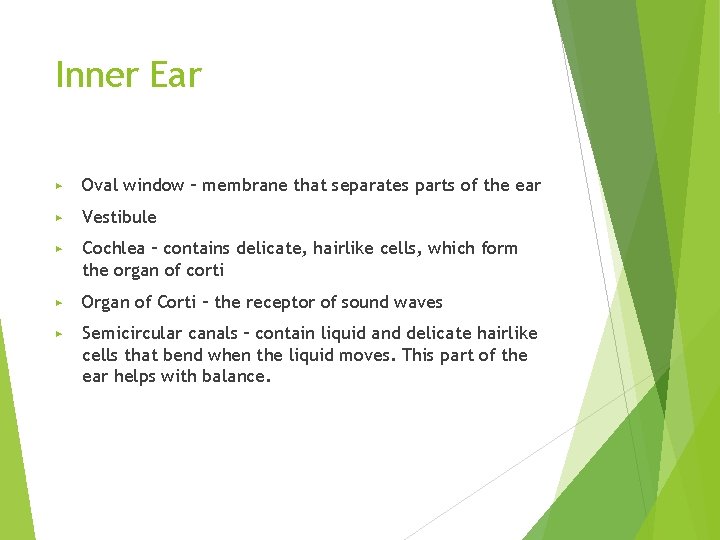 Inner Ear ▶ Oval window – membrane that separates parts of the ear ▶