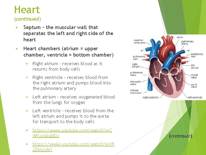 Heart (continued) ▶ Septum – the muscular wall that separates the left and right