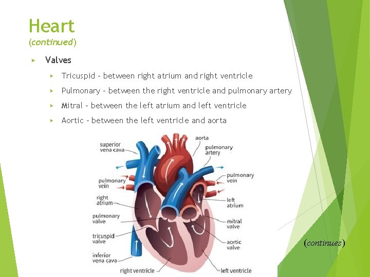 Heart (continued) ▶ Valves ▶ Tricuspid – between right atrium and right ventricle ▶