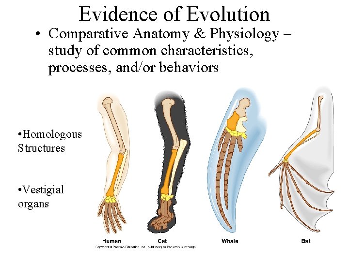 Evidence of Evolution • Comparative Anatomy & Physiology – study of common characteristics, processes,