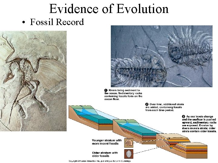 Evidence of Evolution • Fossil Record 