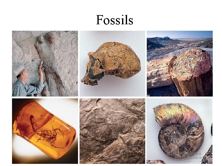 Fossils 