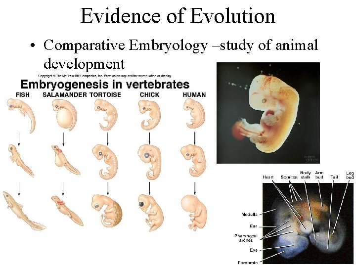 Evidence of Evolution • Comparative Embryology –study of animal development 