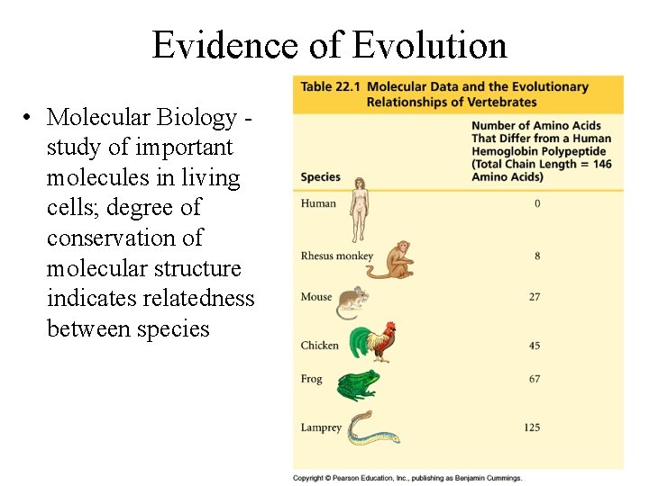 Evidence of Evolution • Molecular Biology study of important molecules in living cells; degree