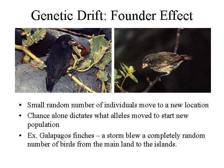 Genetic Drift: Founder Effect • Small random number of individuals move to a new