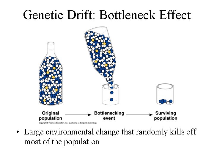 Genetic Drift: Bottleneck Effect • Large environmental change that randomly kills off most of