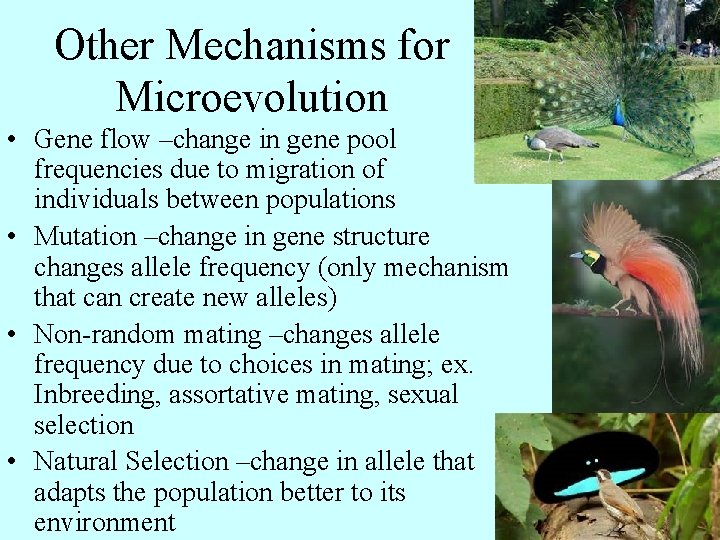 Other Mechanisms for Microevolution • Gene flow –change in gene pool frequencies due to