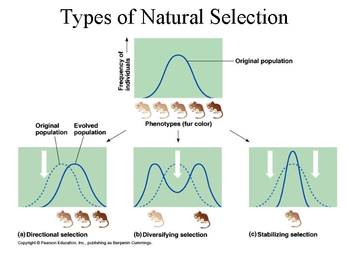 Types of Natural Selection 