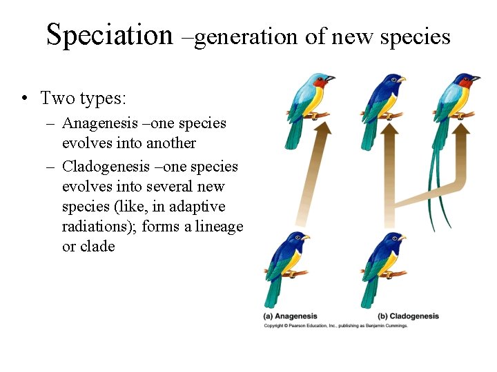 Speciation –generation of new species • Two types: – Anagenesis –one species evolves into