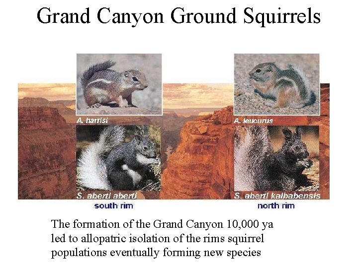 Grand Canyon Ground Squirrels The formation of the Grand Canyon 10, 000 ya led