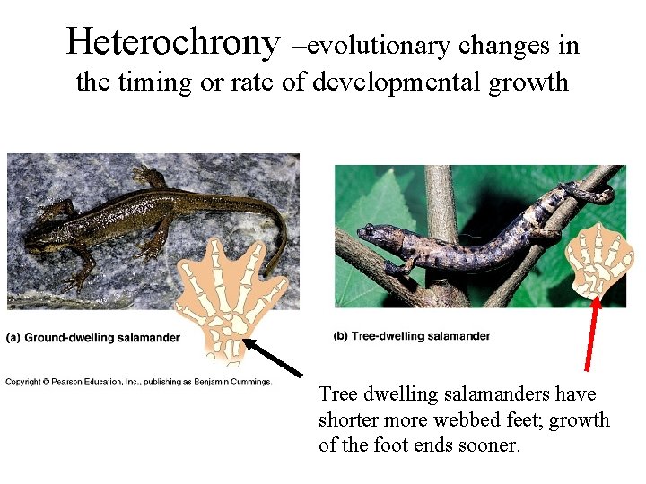 Heterochrony –evolutionary changes in the timing or rate of developmental growth Tree dwelling salamanders