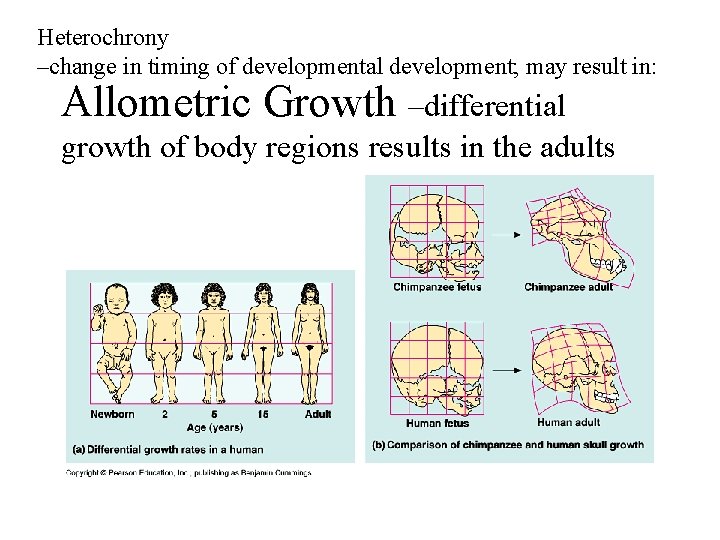 Heterochrony –change in timing of developmental development; may result in: Allometric Growth –differential growth