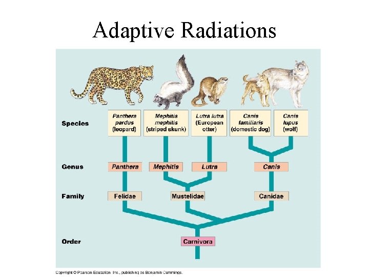 Adaptive Radiations 