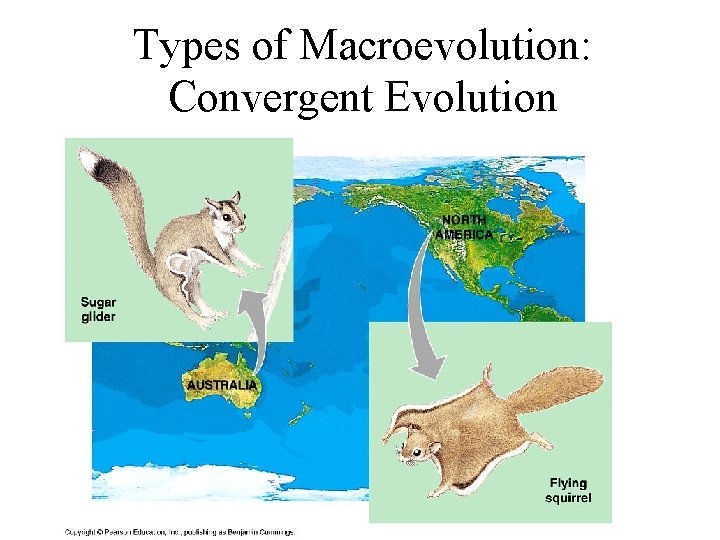Types of Macroevolution: Convergent Evolution 