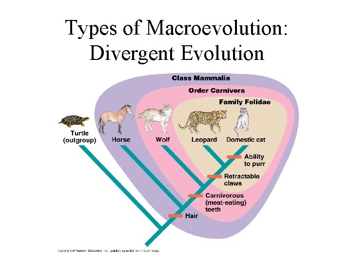 Types of Macroevolution: Divergent Evolution 