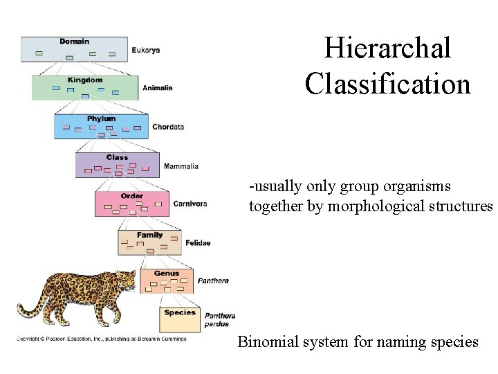 Hierarchal Classification -usually only group organisms together by morphological structures Binomial system for naming