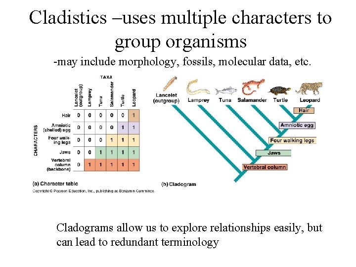 Cladistics –uses multiple characters to group organisms -may include morphology, fossils, molecular data, etc.