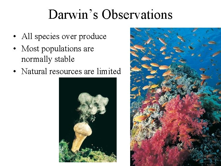 Darwin’s Observations • All species over produce • Most populations are normally stable •