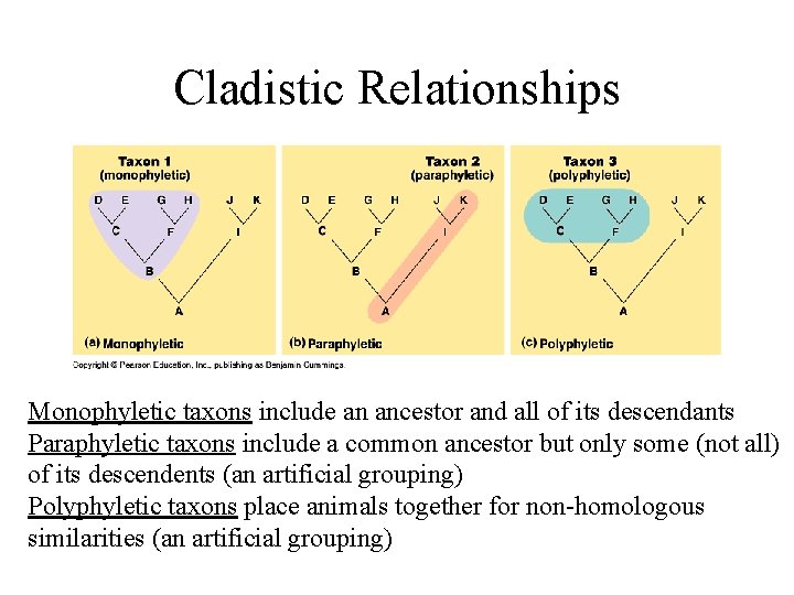 Cladistic Relationships Monophyletic taxons include an ancestor and all of its descendants Paraphyletic taxons