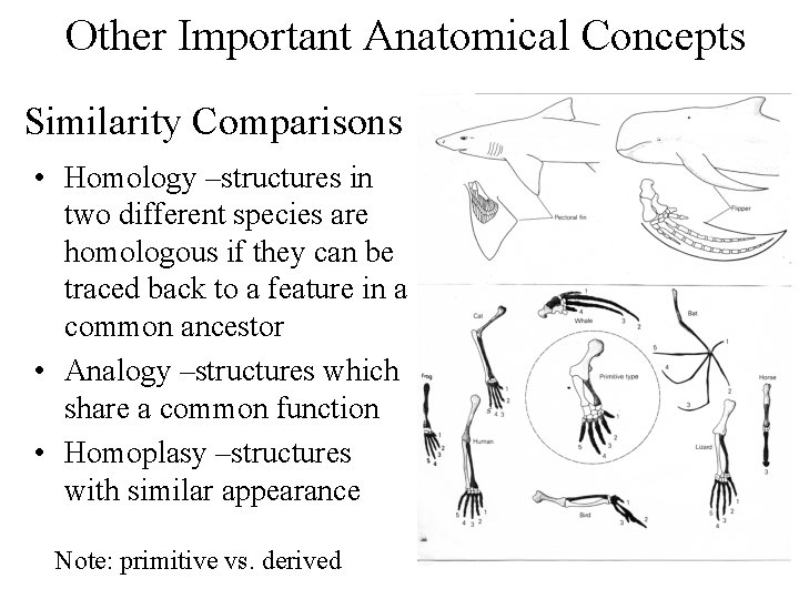 Other Important Anatomical Concepts Similarity Comparisons • Homology –structures in two different species are