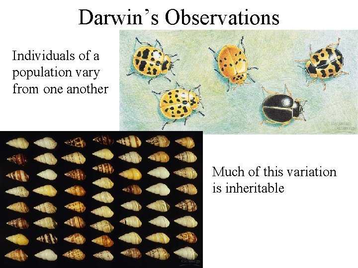 Darwin’s Observations Individuals of a population vary from one another Much of this variation