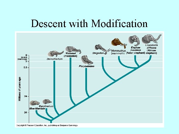 Descent with Modification 