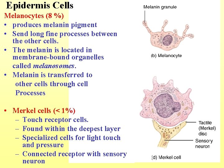 Epidermis Cells Melanocytes (8 %) • produces melanin pigment • Send long fine processes