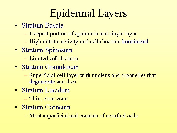 Epidermal Layers • Stratum Basale – Deepest portion of epidermis and single layer –