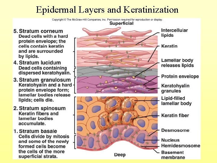 Epidermal Layers and Keratinization 